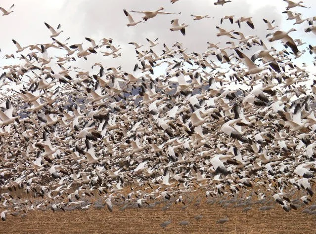 SnowGeese.jpg