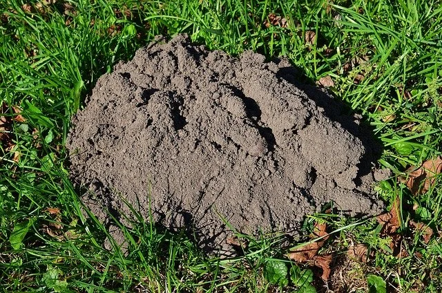 mole mound.jpg