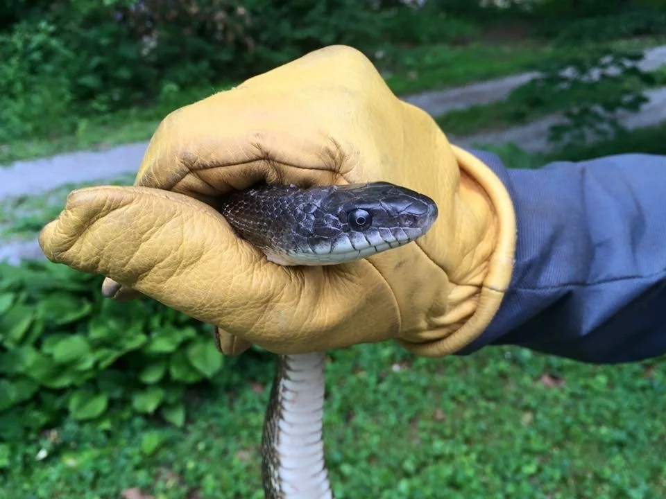A person wearing a yellow work glove holding a small snake's head, with a green outdoor background.
