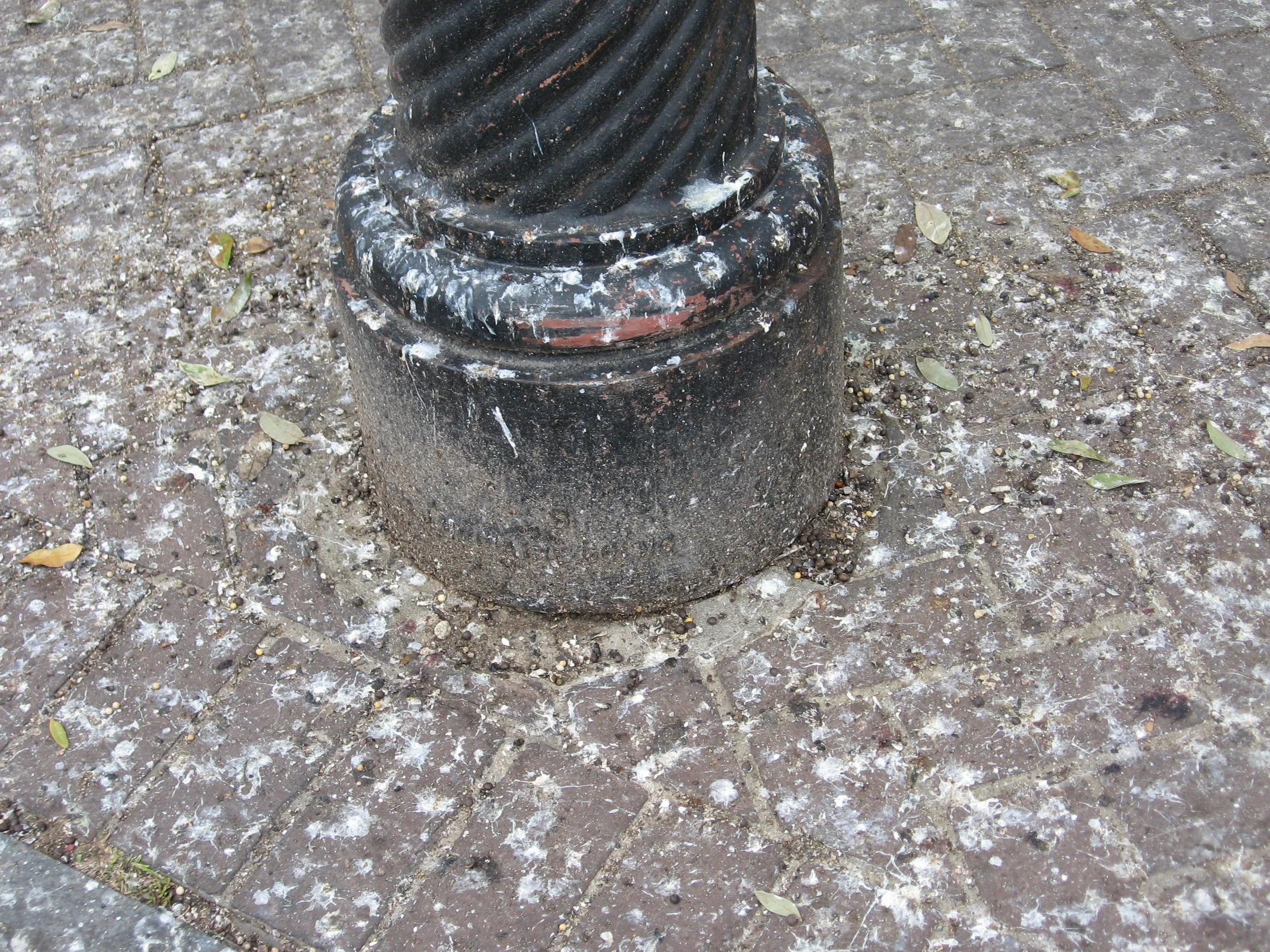pigeon poop 3.jpg