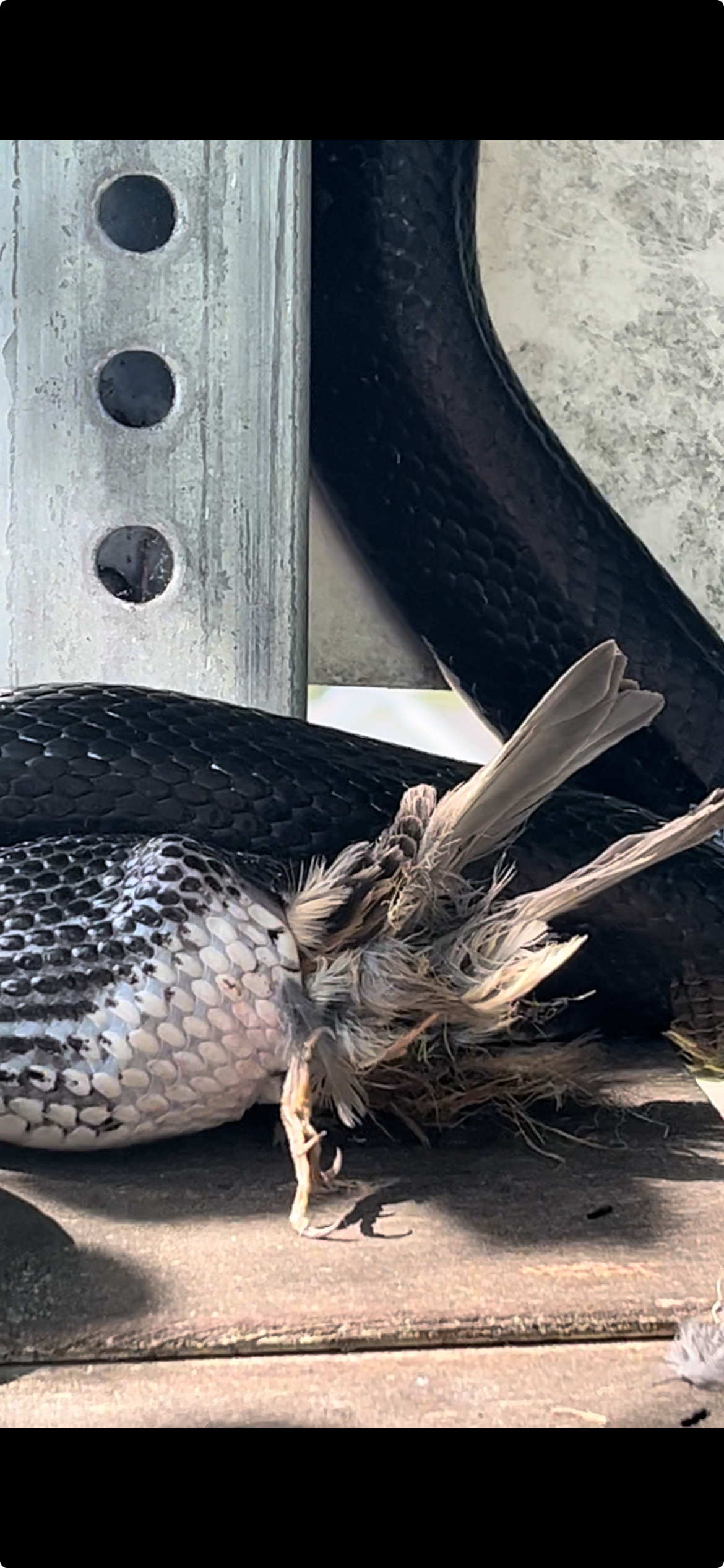 Snake Eating Bird.png
