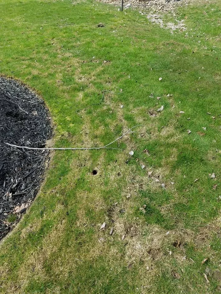 skunk yard damage.jpg