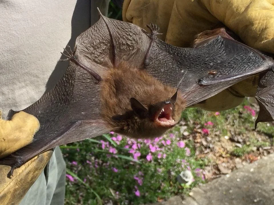 A person wearing yellow gloves holding a large, brown bat with its wings spread open.
