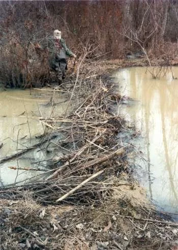 beaver dam2.jpg