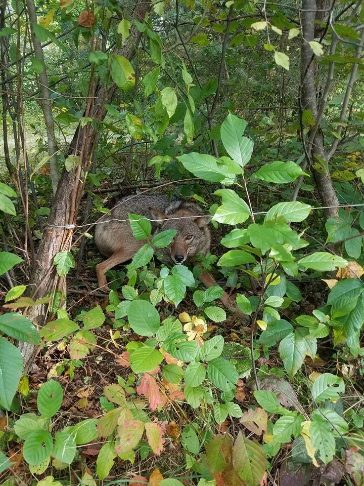 A wolf lying in a dense green forest with various leafy plants and shrubs, camouflaging among the foliage.