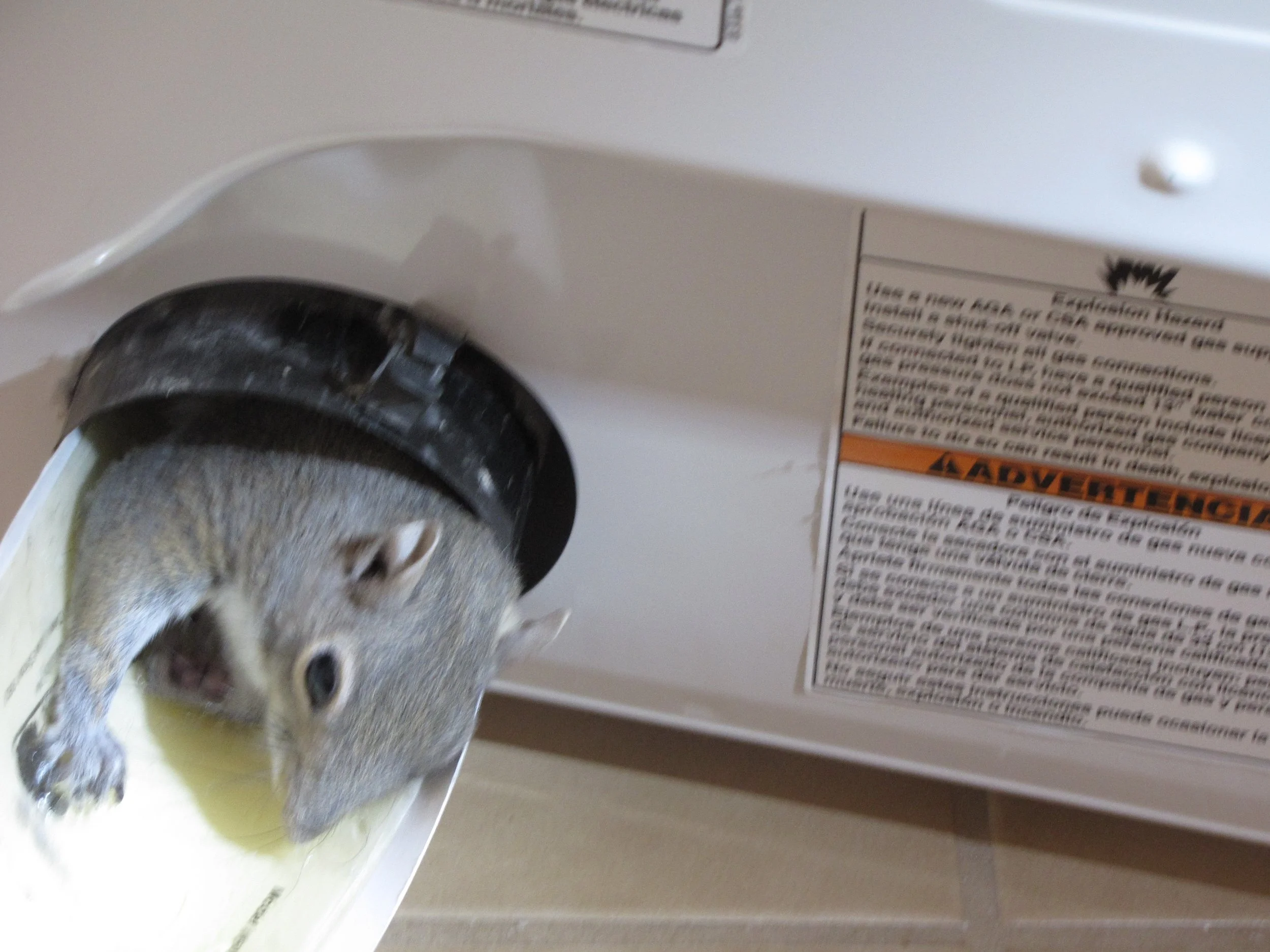 squirrel dryer vent.JPG