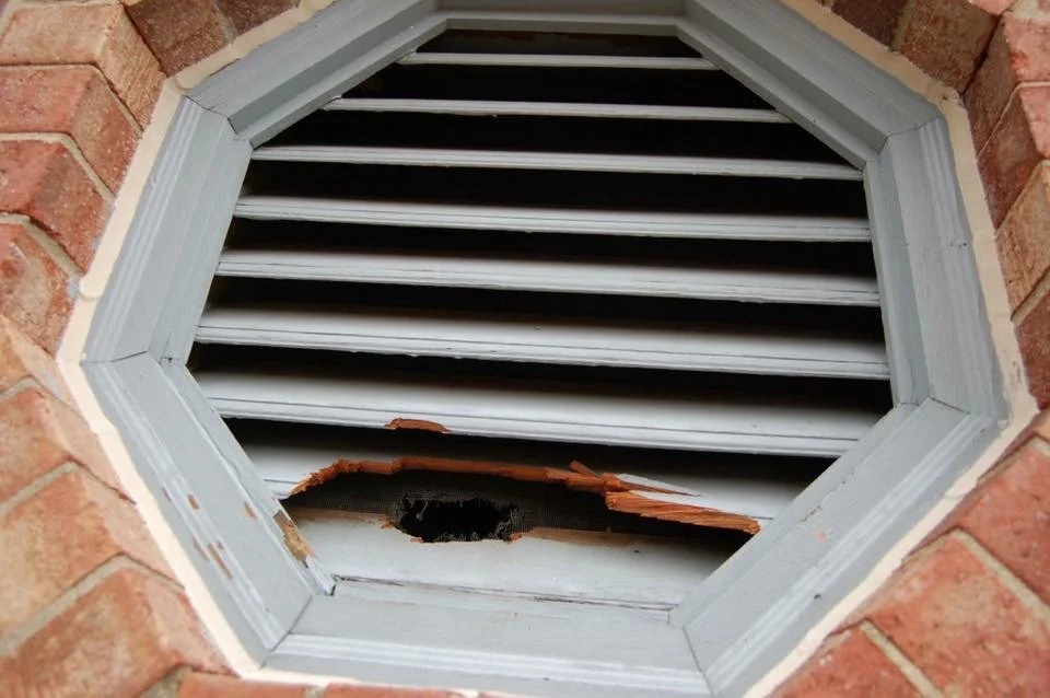 squirrel gable vent damage.jpg