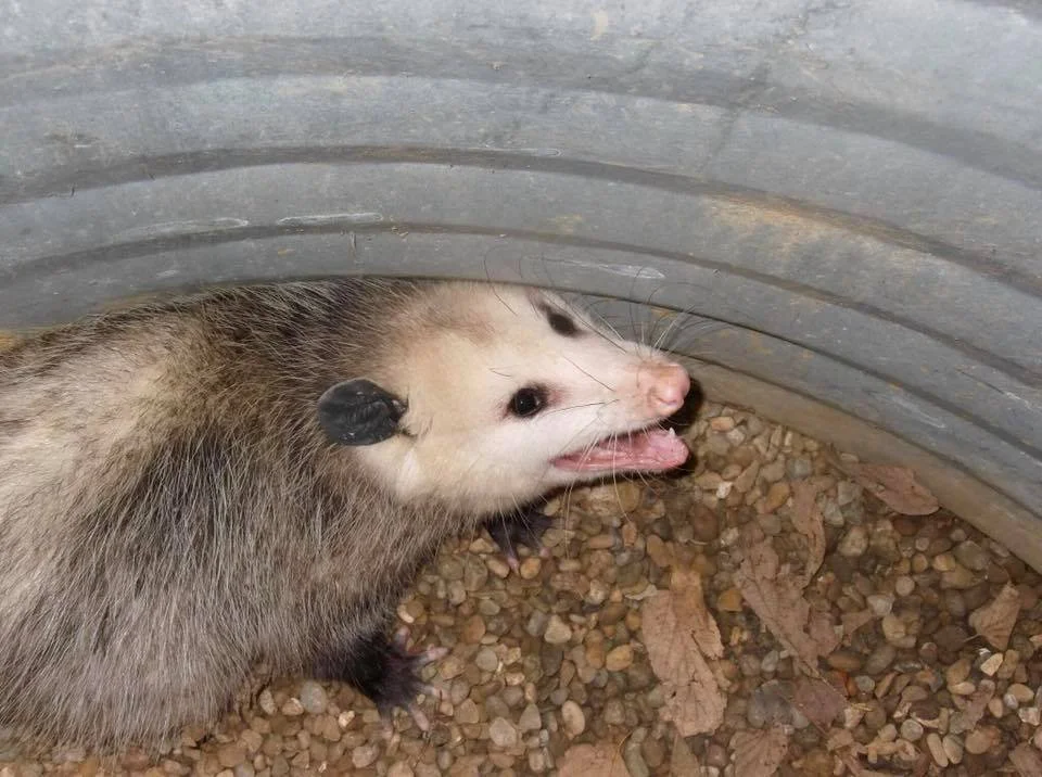 opossum.jpg