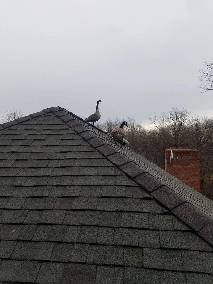 geese on roof.jpg