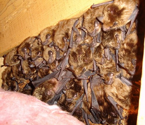 bats in attic.jpg