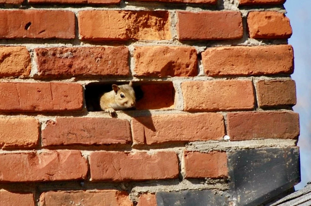 A squirrel peeking out of a small hole in a brick chimney.