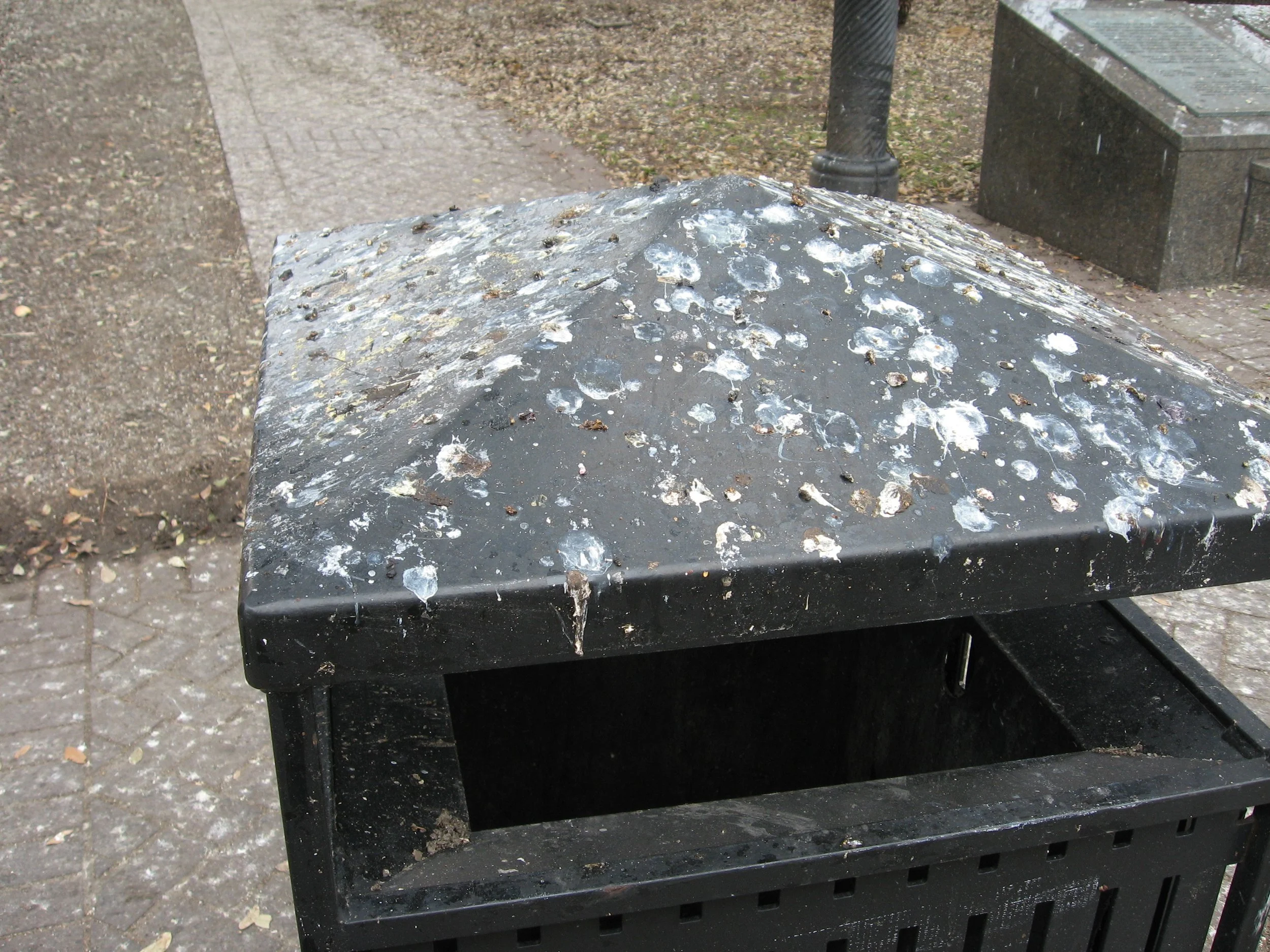 pigeon poop.jpg