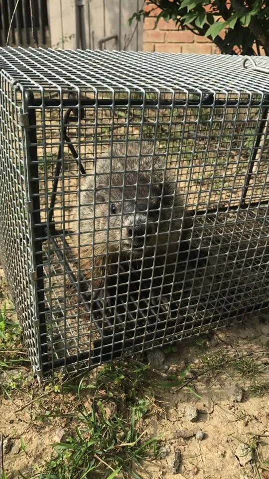 A raccoon inside a wire animal trap on the ground outside, with grass and dirt visible.