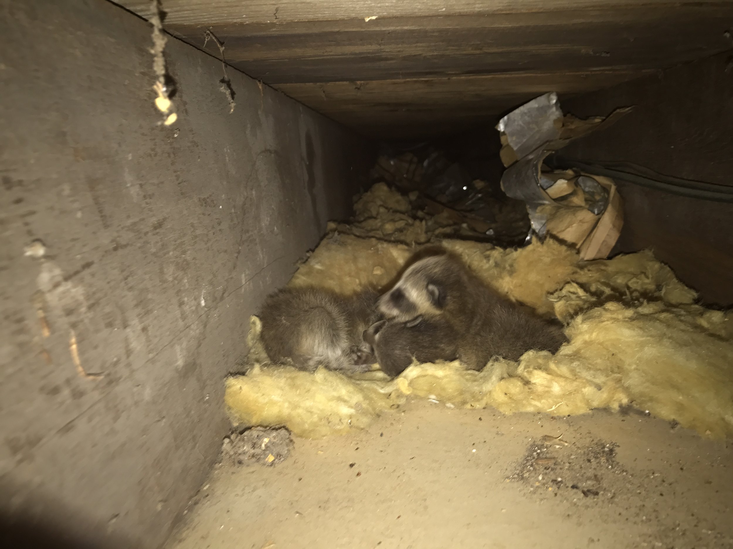 baby raccoons.jpg