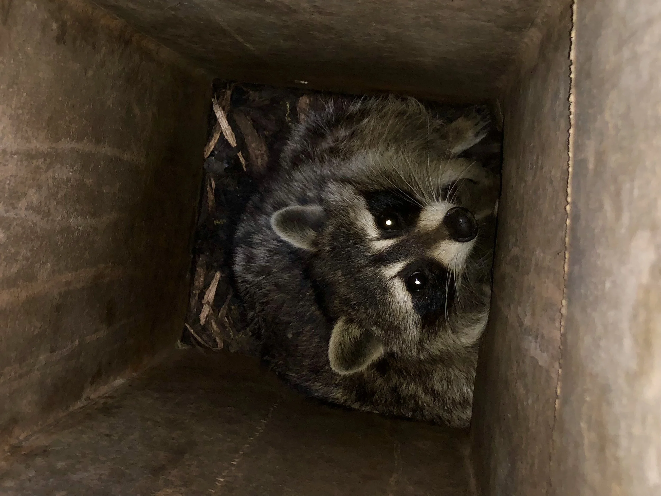 Two raccoons inside a cardboard box, looking up at the camera.