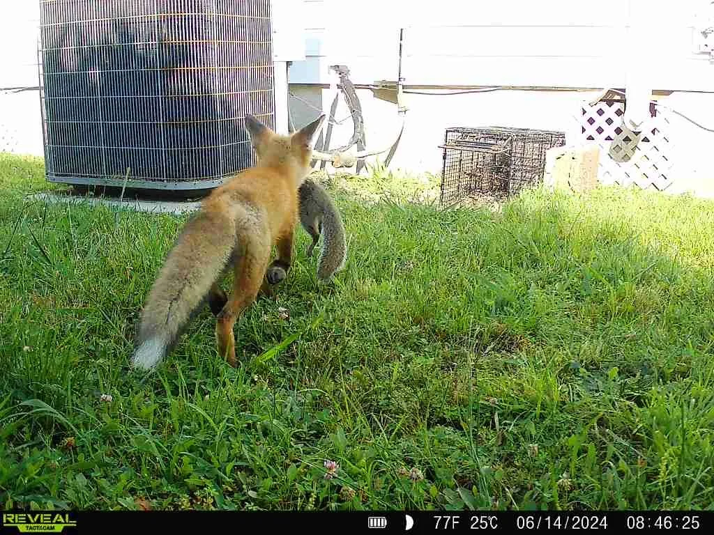 fox carrying squirrel.JPG
