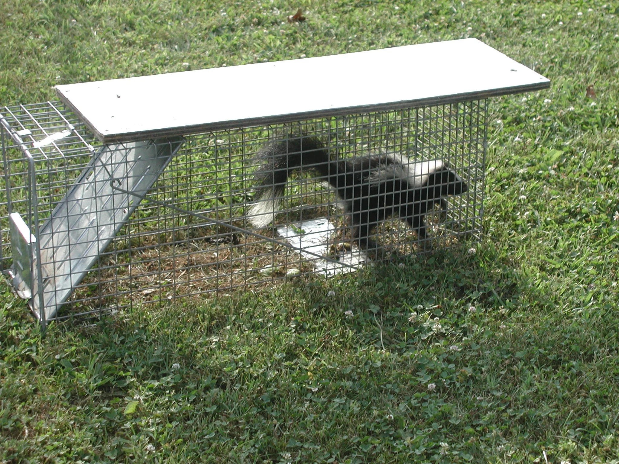 trapped skunk.JPG