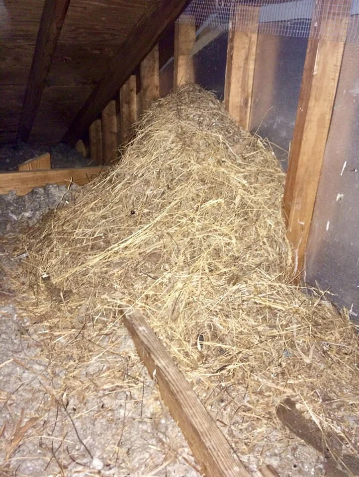 animal nesting attic.jpg