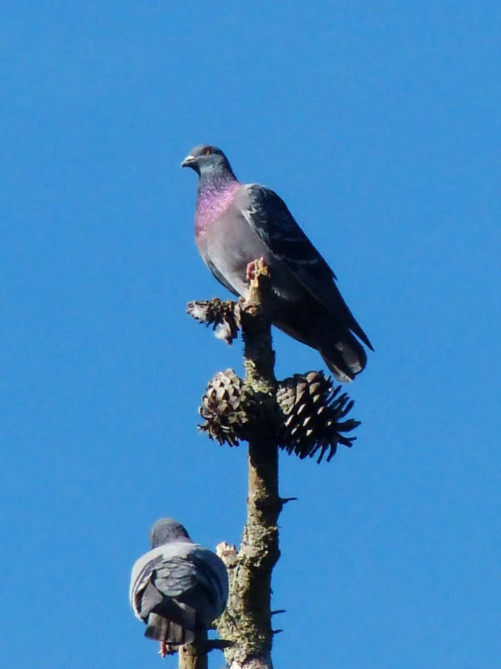 Pigeon.jpg