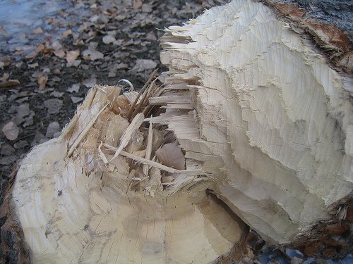 beaver wood.jpg