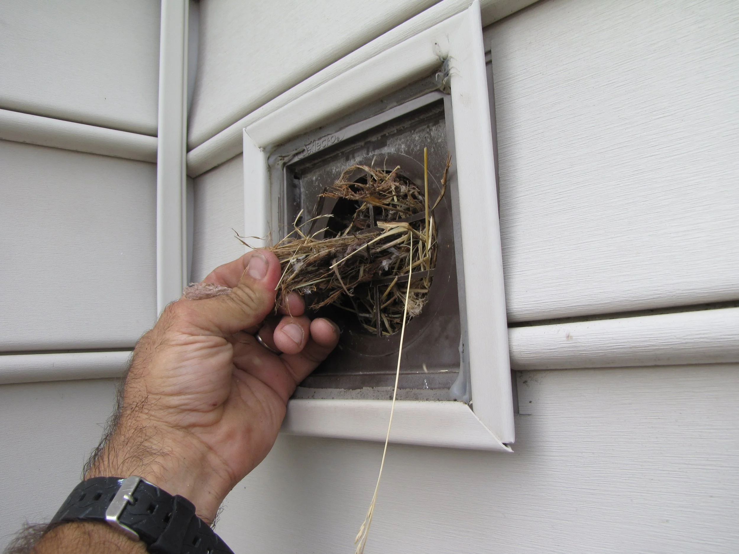 nest in dryer vent.JPG