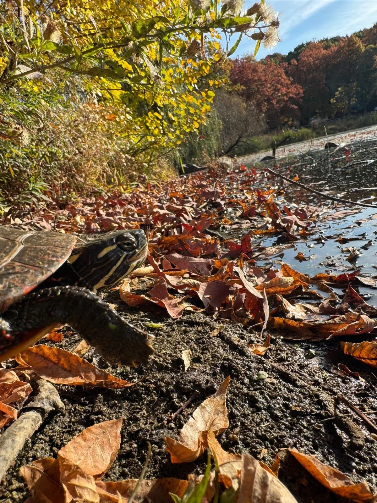 Close-up of a turtle on the ground near the edge of a river, surrounded by fallen autumn leaves, with trees and a water body in the background.