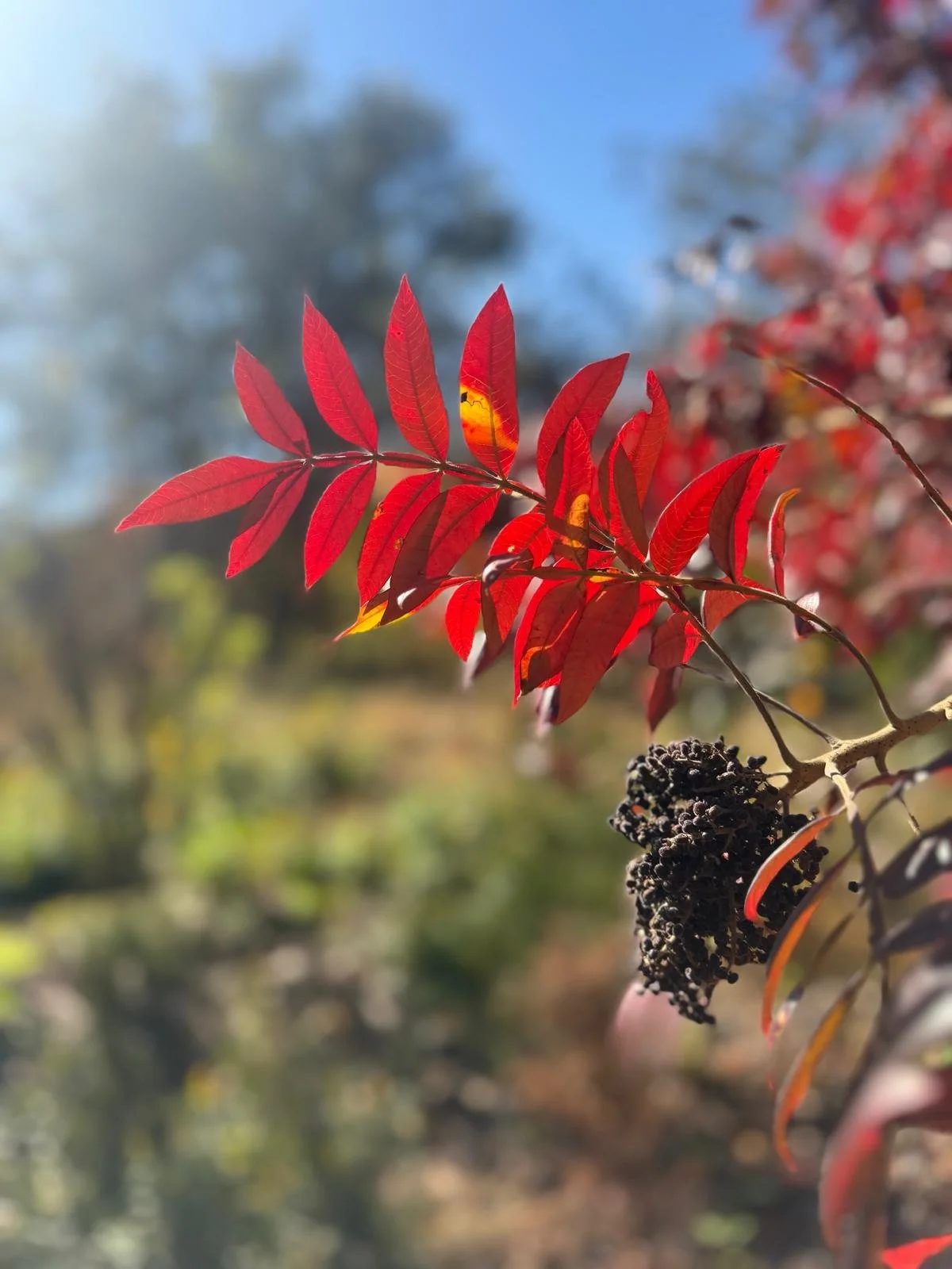 Close-up of red leaves on a tree branch with a blurred background of trees and sky.