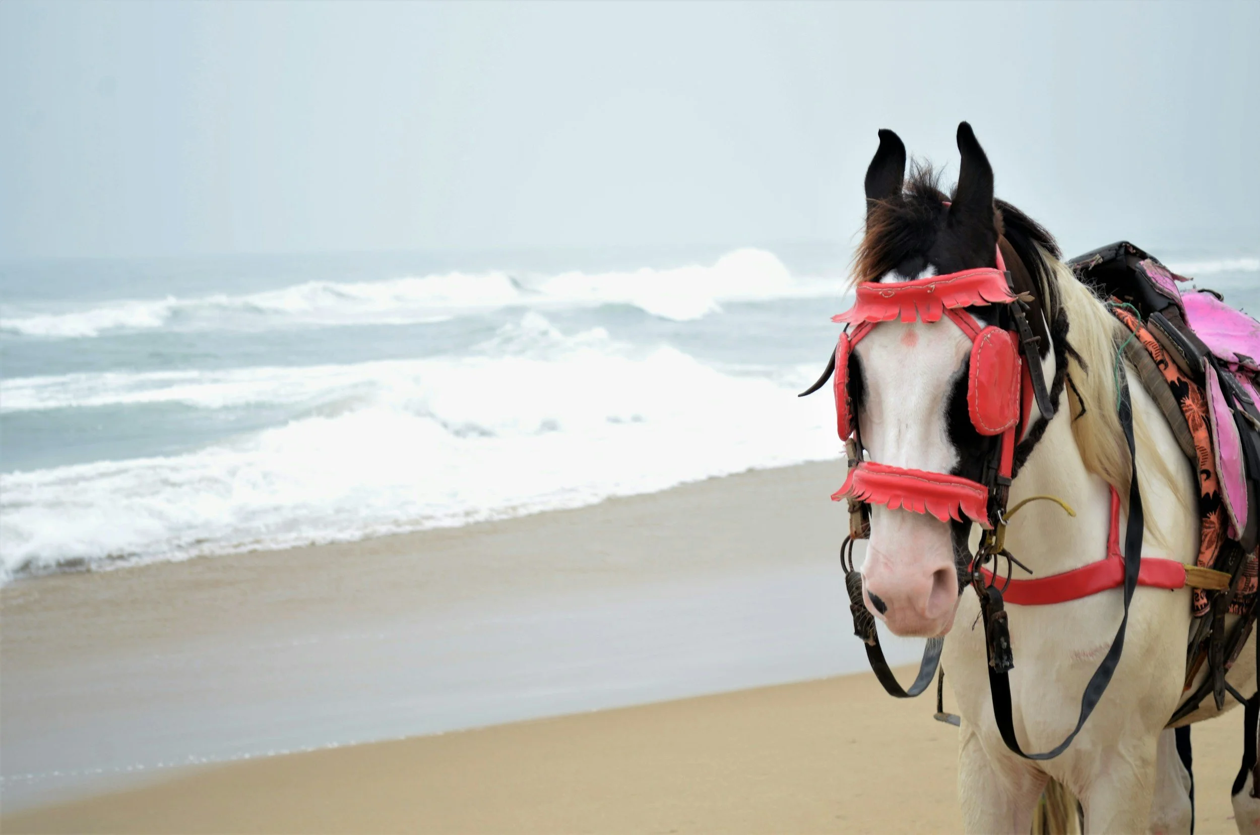 Take Off the Blinders: Why Your Career Needs Peripheral Vision