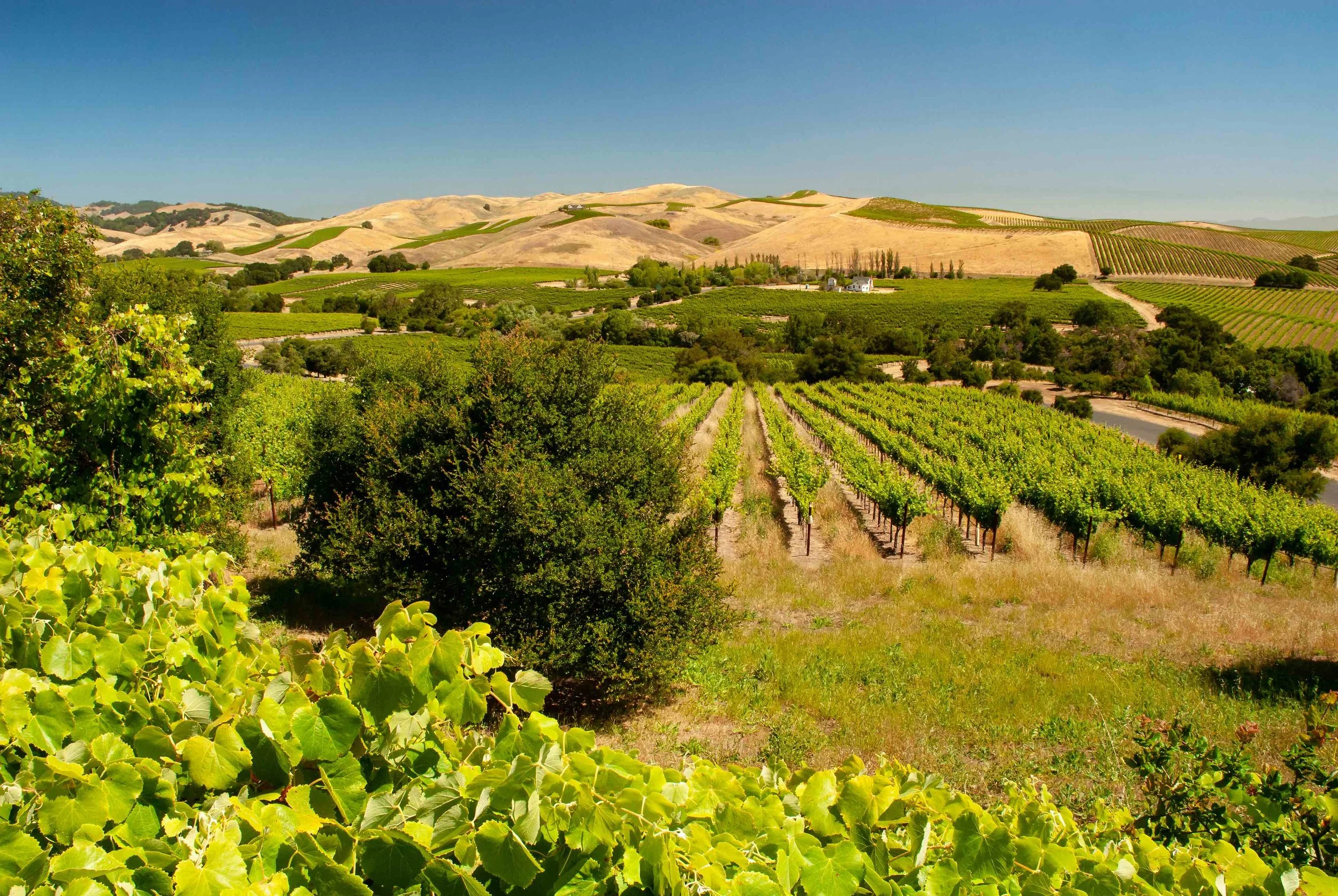 Vineyard with lush green grapevines, trees, rolling hills, and dry farmland under a clear blue sky.