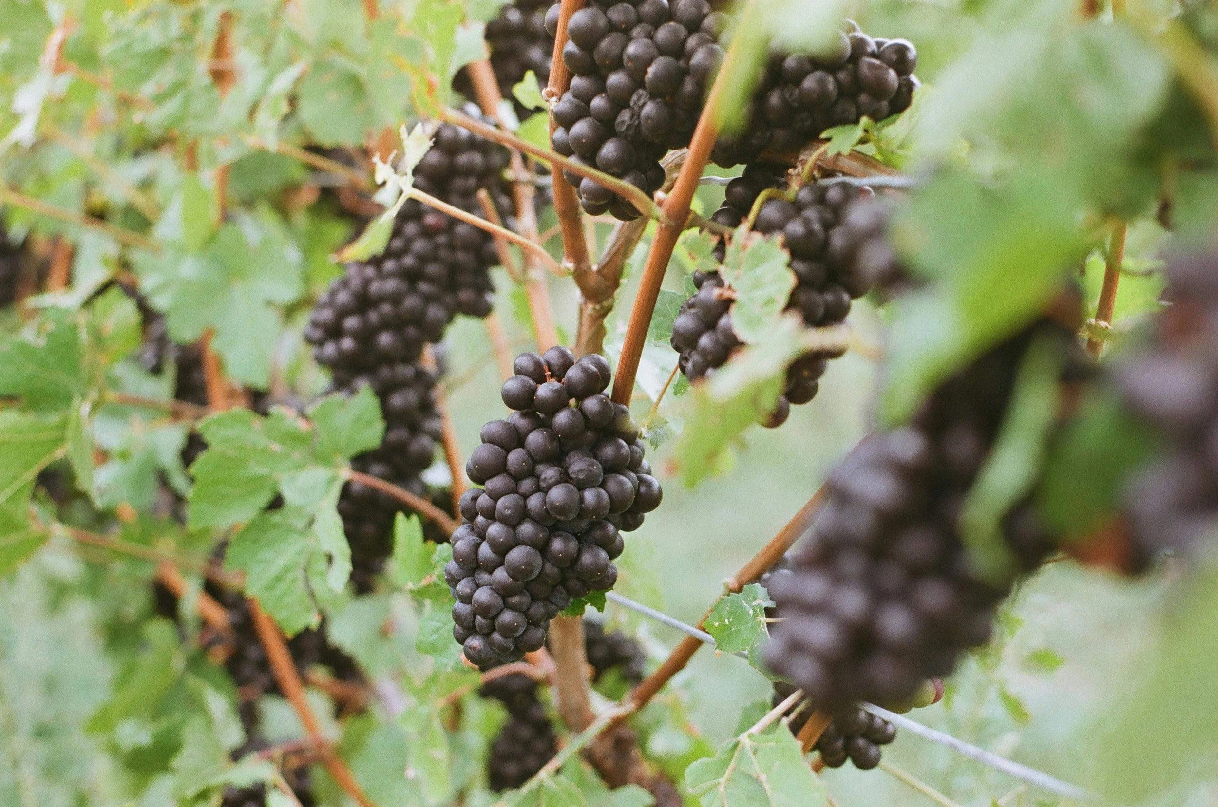 Close-up of ripe black grapes hanging in bunches on a vine among green leaves.