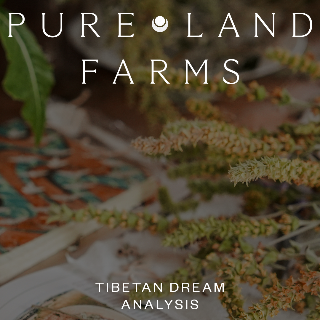 Tibetan Dream Analysis