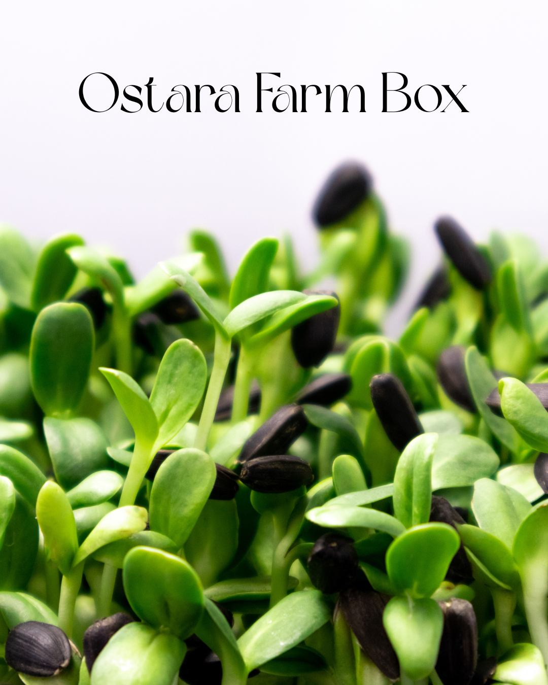 Ostara Farm Box.png