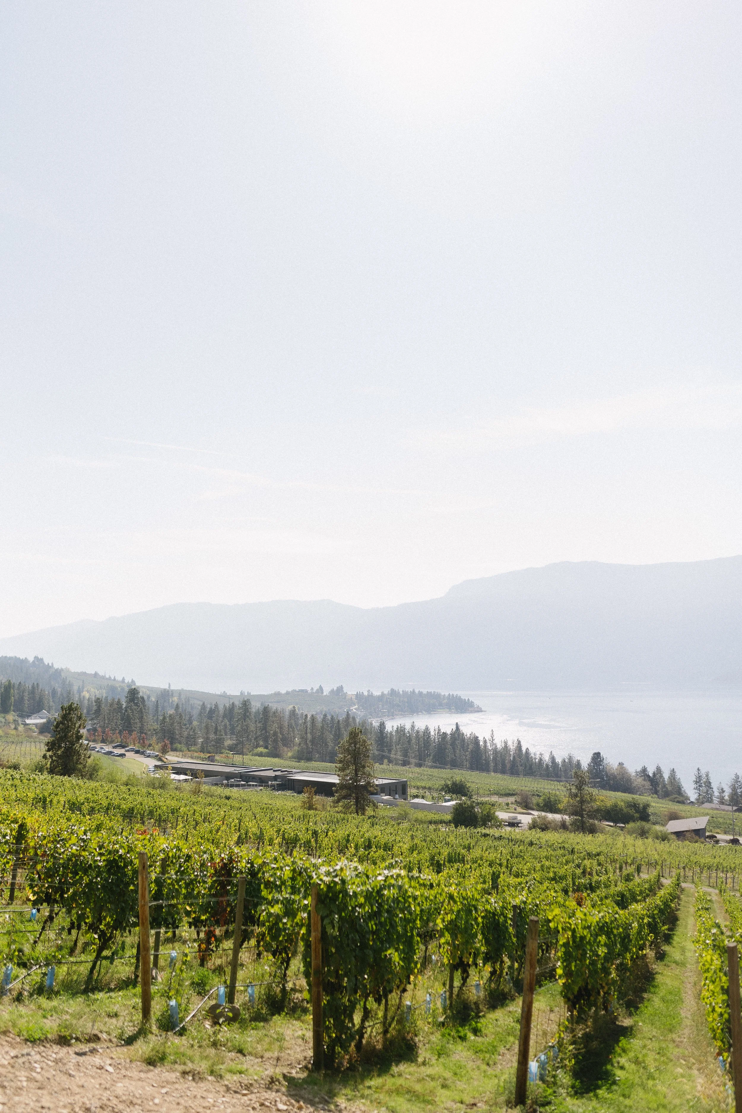 luxury Okanagan winery wedding 