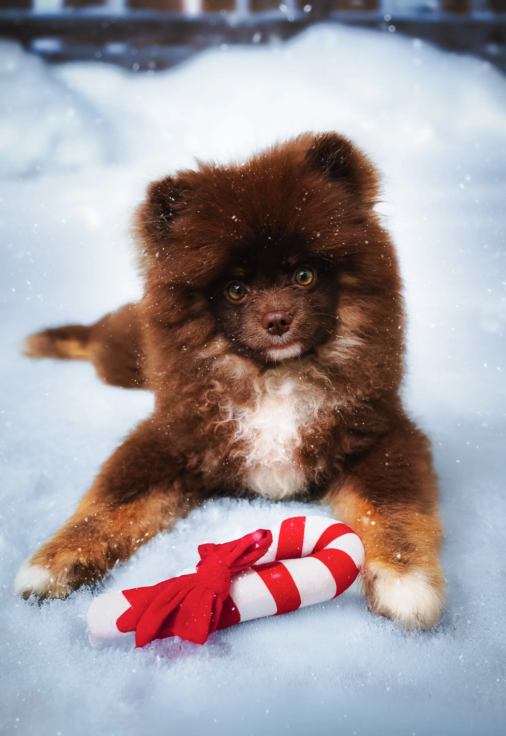 Un chiot brun avec des yeux expressifs, allongé dans la neige avec un bâton de Noël décoré d'un ruban rouge.