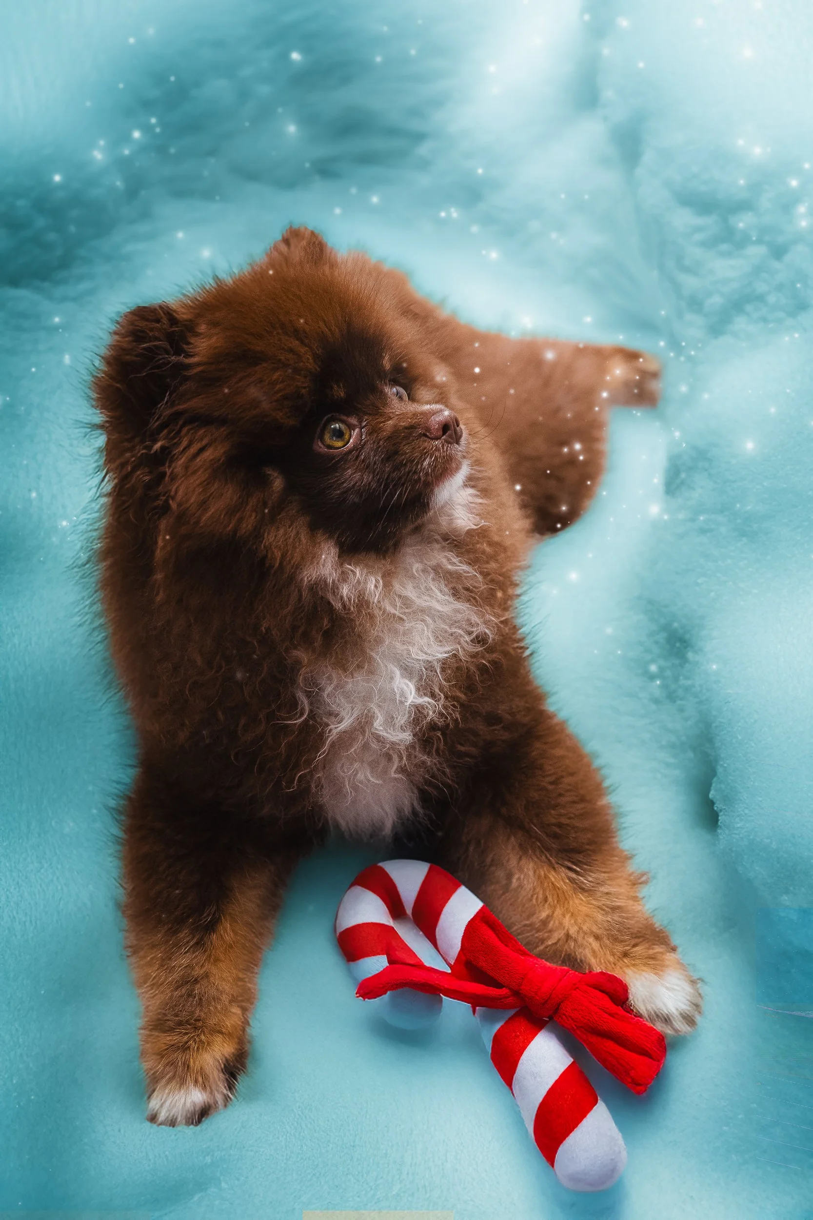 Un chiot brun avec une tache blanche sur la poitrine, assis sur un fond turquoise avec des étoiles scintillantes, tenant un bonnet de Noël en forme de canne de bonbon rouge et blanc.