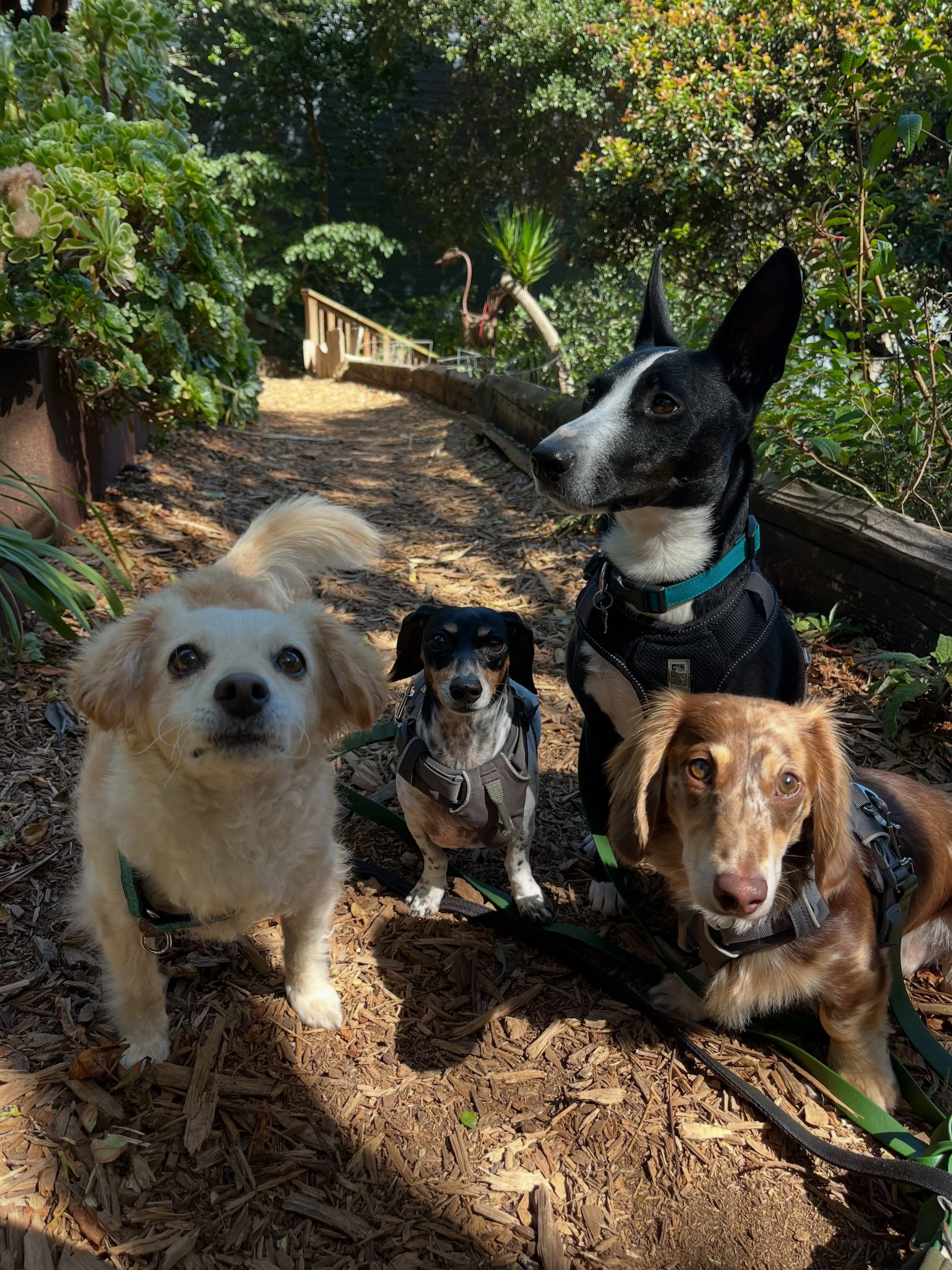 No June Gloom permitted on Olive Walks Dogs premises 🌻 Here&rsquo;s what we got into this month!!