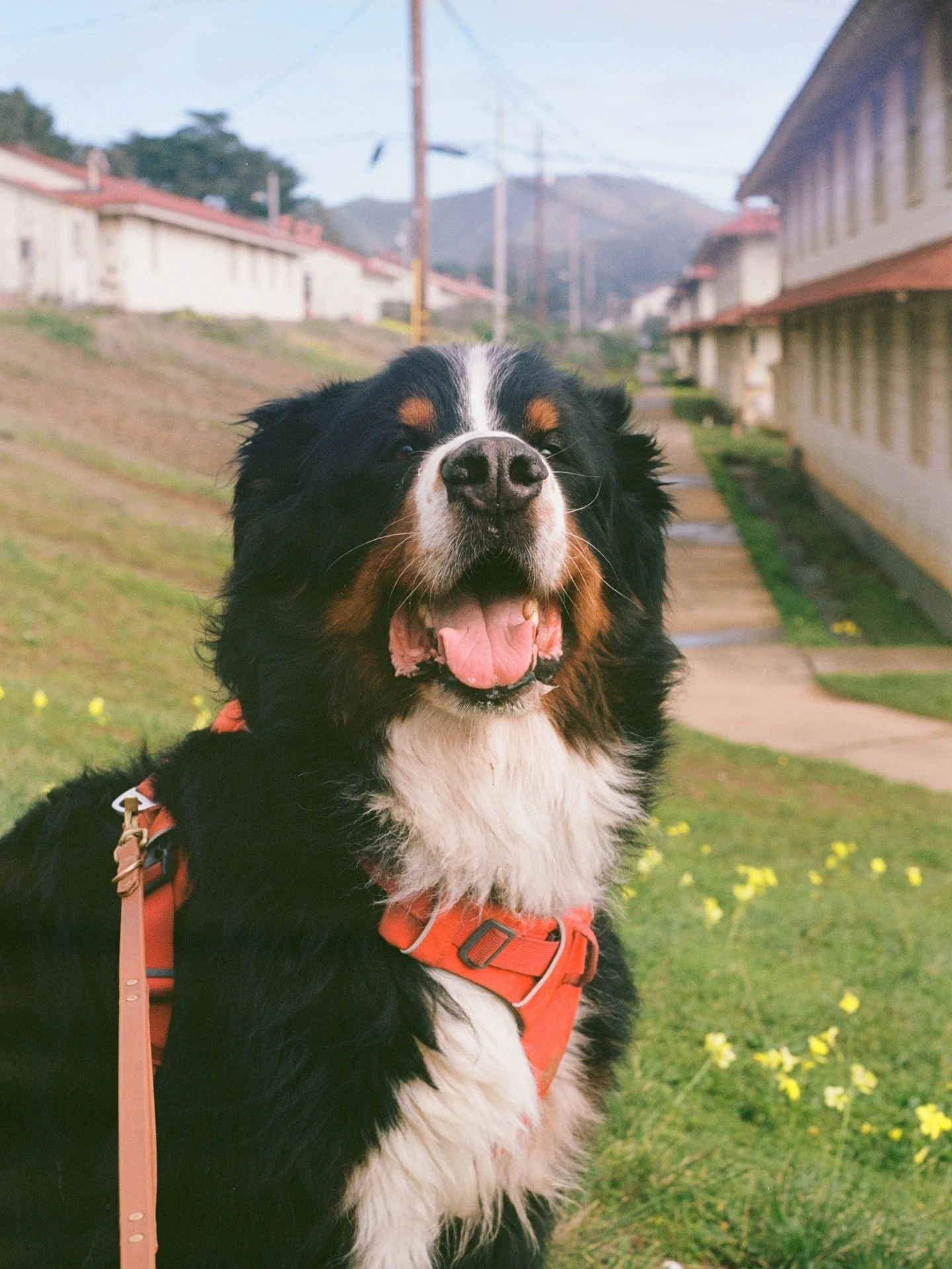 Olive walks dogs&hellip;on film! 🎞️🐕