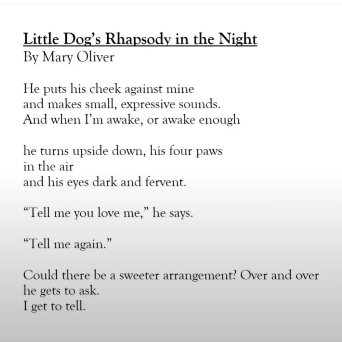 July, best explained by Mary Oliver 🖤🐕