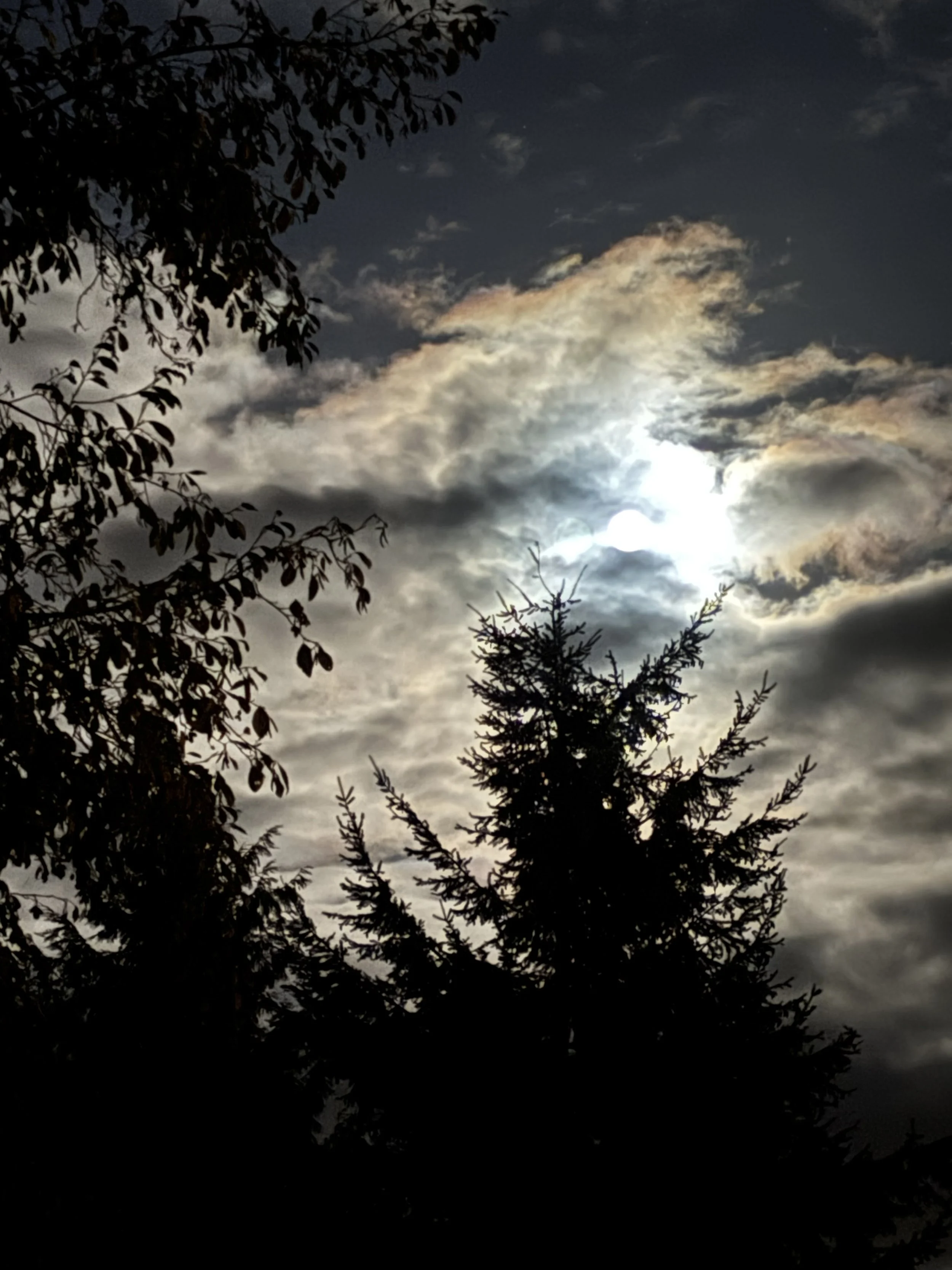 One Step at a Time: Trusting the Process of Growth and Manifestation