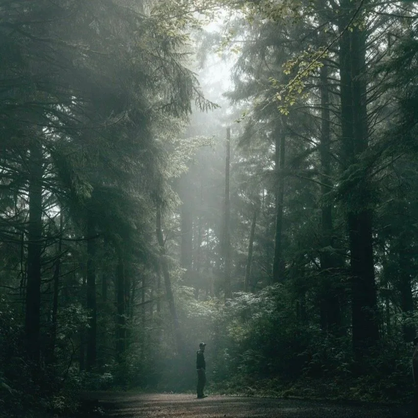 A person standing on a forest trail surrounded by tall trees and fog.
