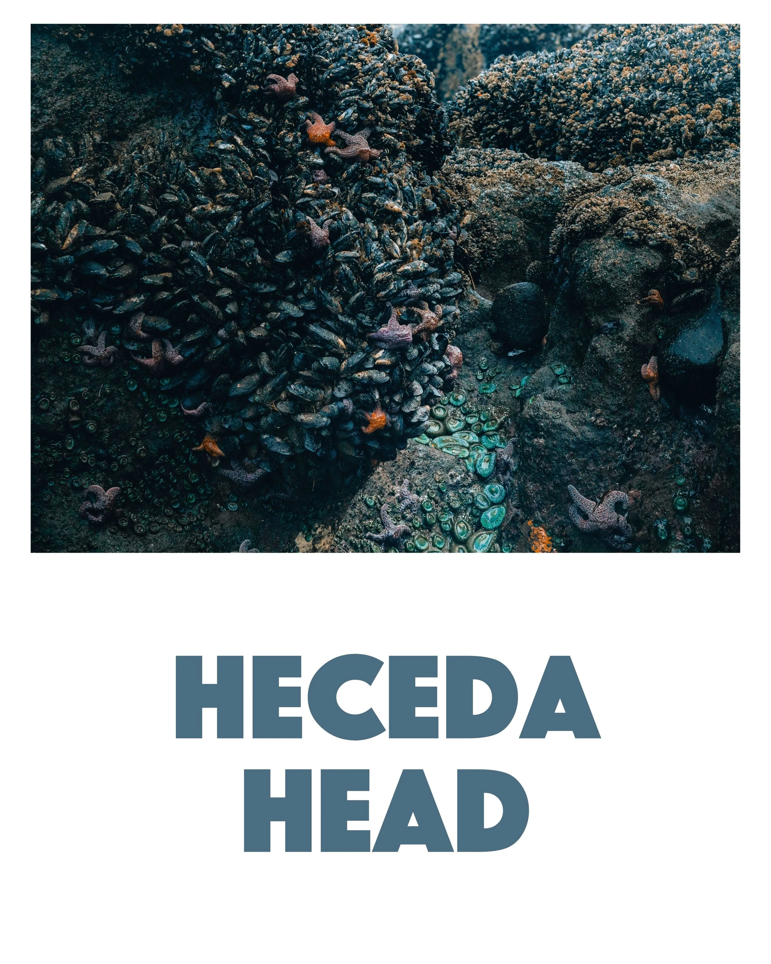 Heceta Head Tide Pools Yachats Oregon