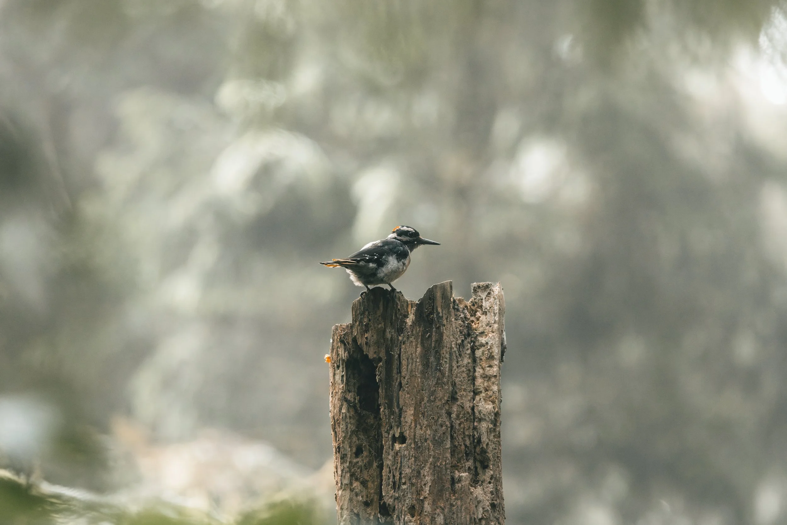 A small bird perched on top of a weathered tree stump in a forest with blurred background