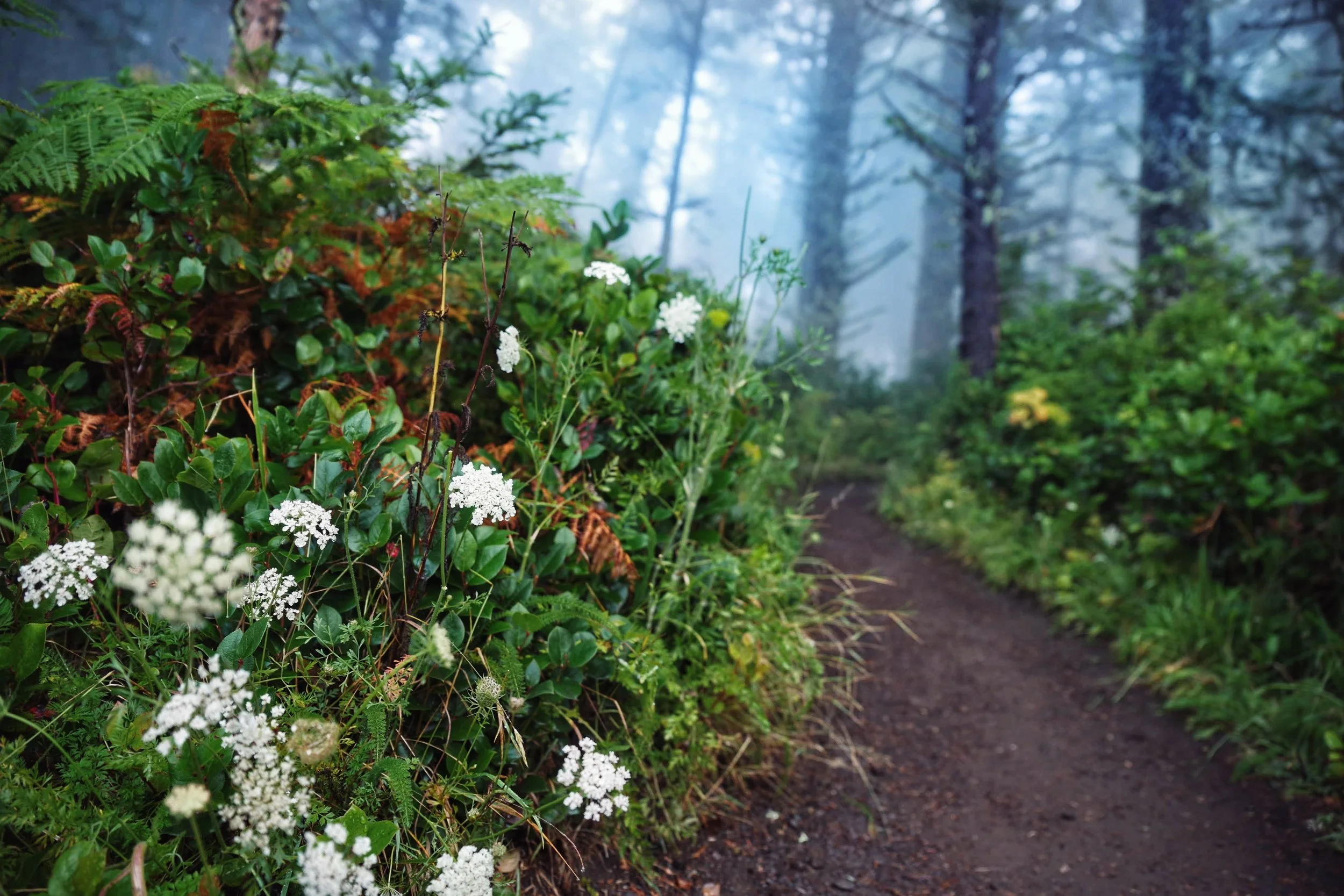 A forest trail with lush green foliage, white flowers, and tall trees shrouded in mist.