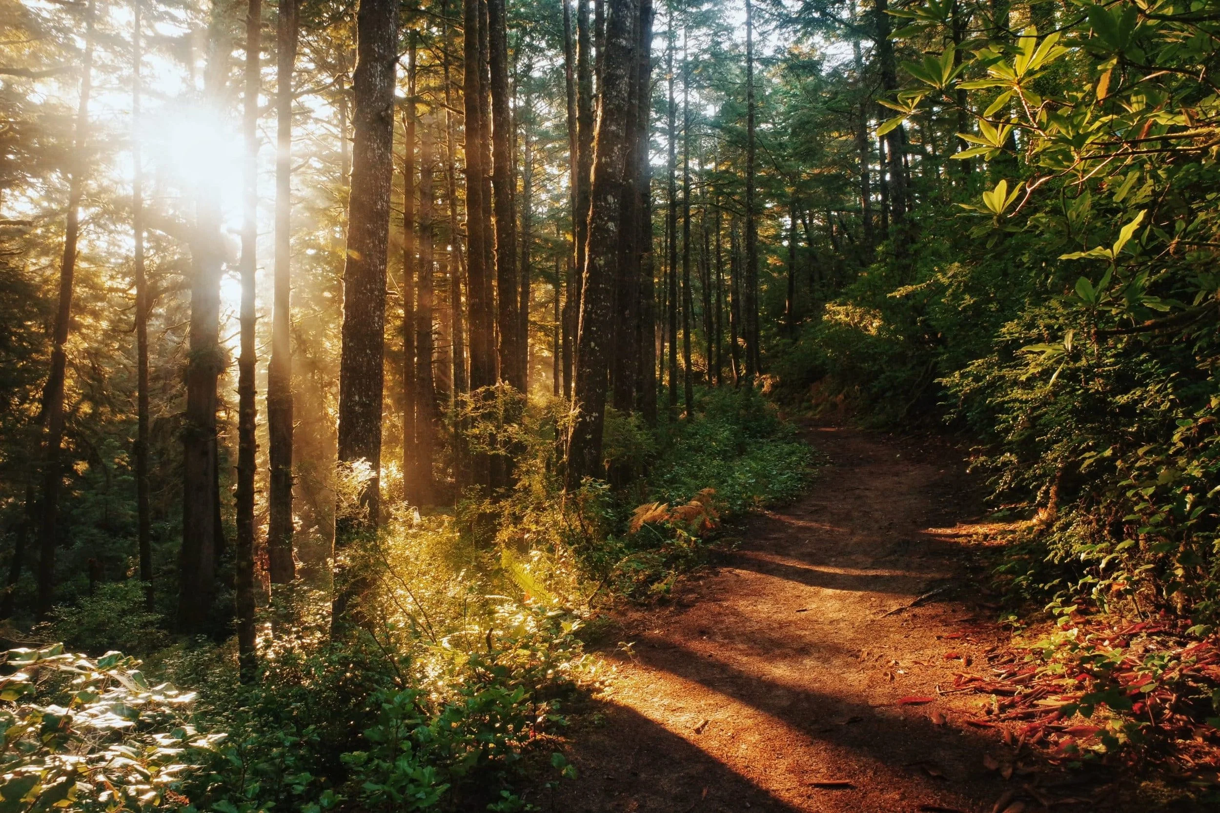 Sunlight shining through the trees on a forest trail
