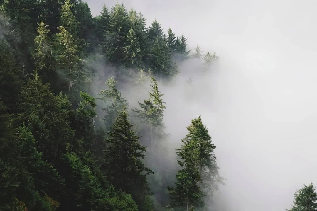 A misty forest with tall green trees, partially obscured by fog.