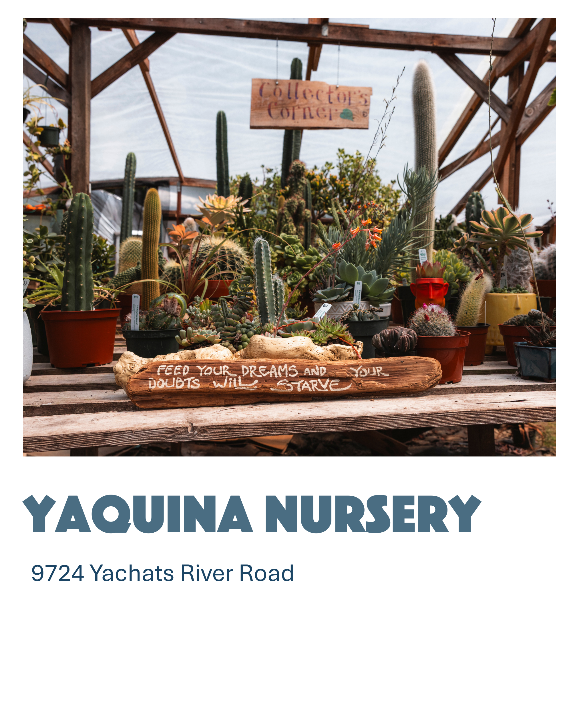 Photo of a cactus and succulent nursery with a wooden sign that says "Collectors Corner" and a painted wooden plank with the message "Feed your dreams and your doubts will starve."