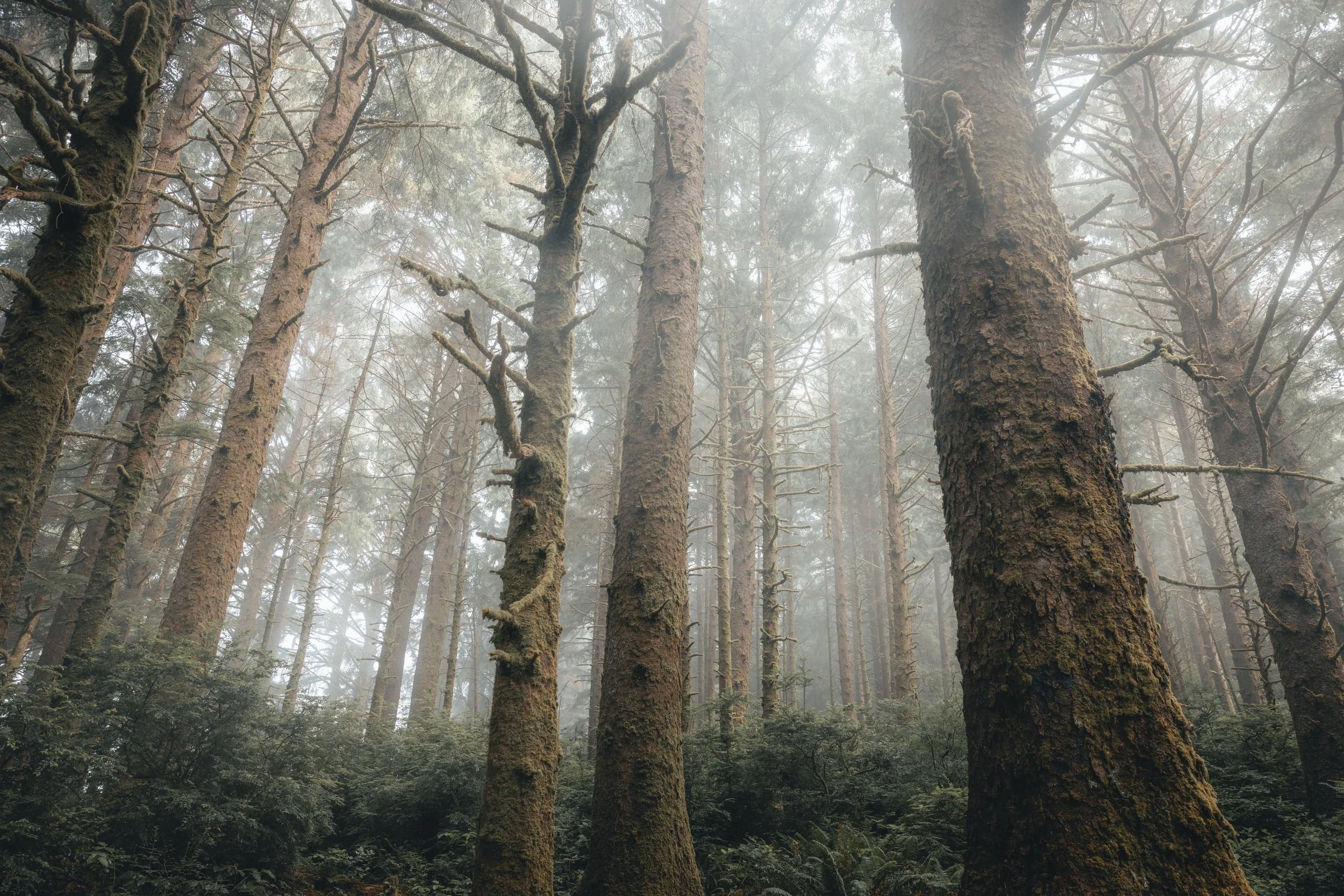 A dense forest with tall trees covered in moss and fog.
