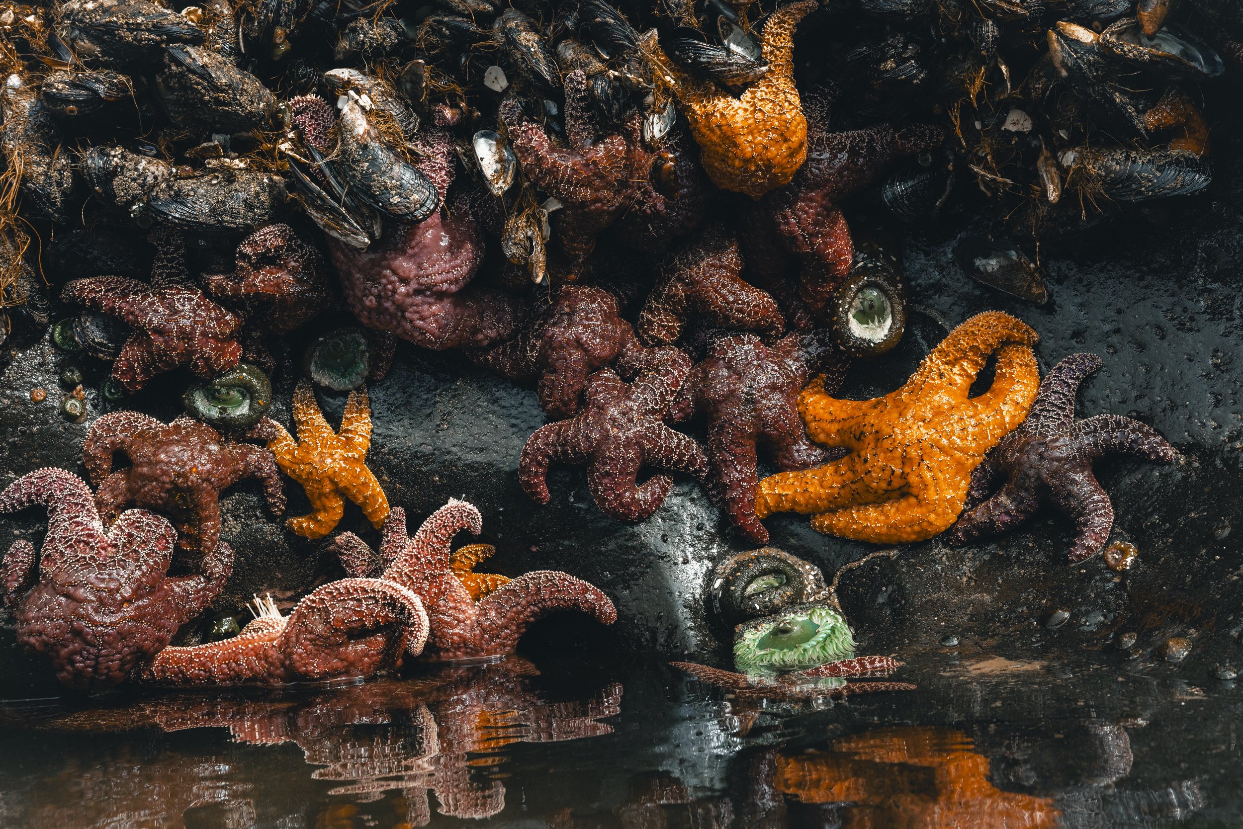 Tide Pools Starfish 13 - Credit - JP.jpg
