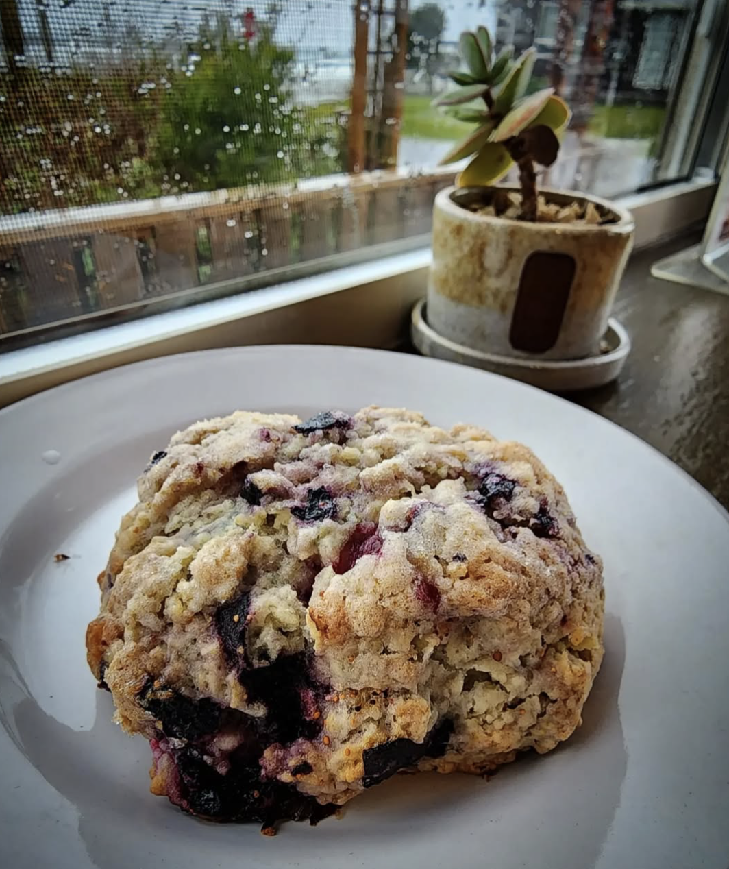 A blueberry scone on a white plate near a window with a potted succulent plant beside it.