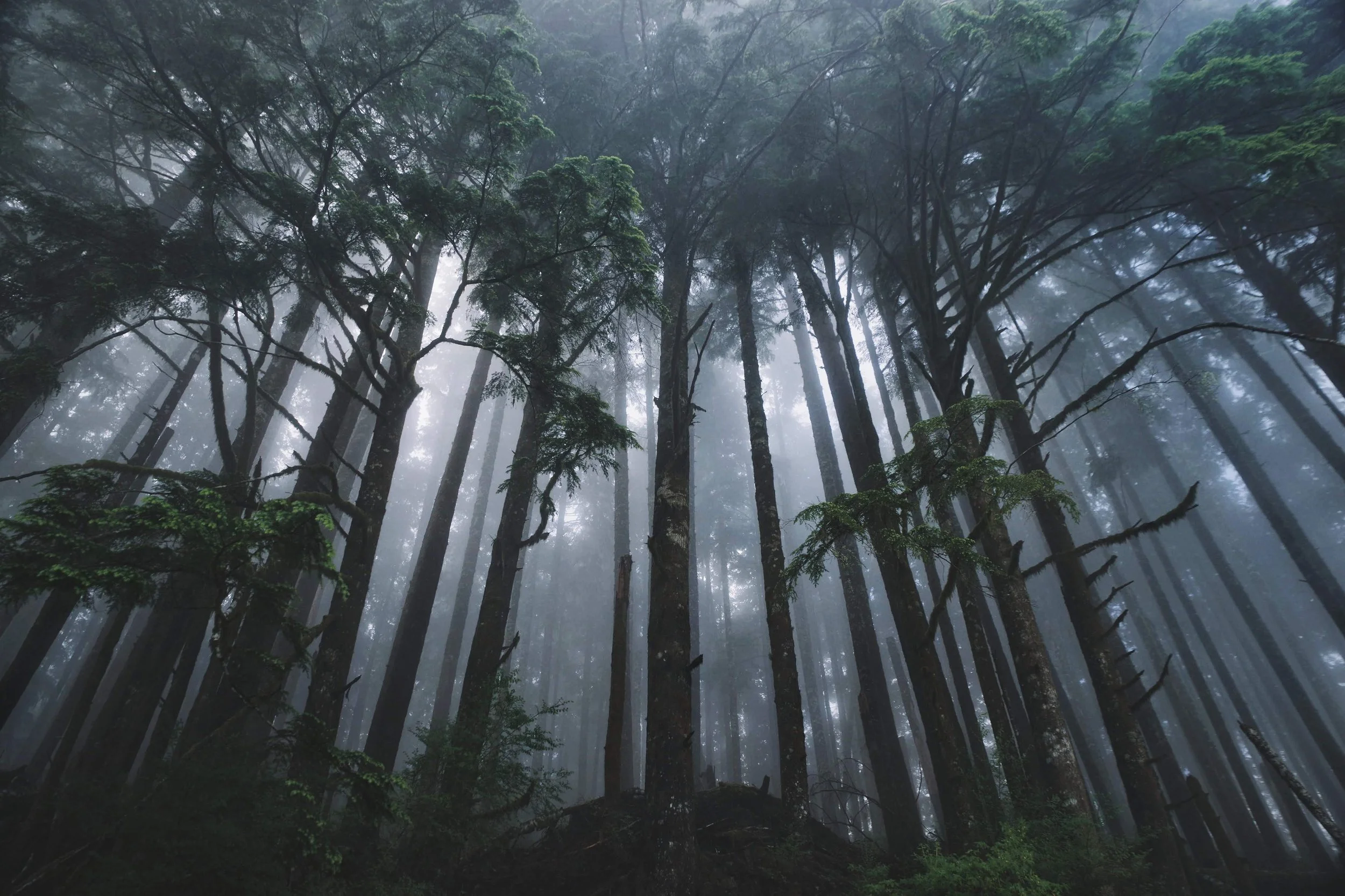 Dense forest with tall trees and misty atmosphere.